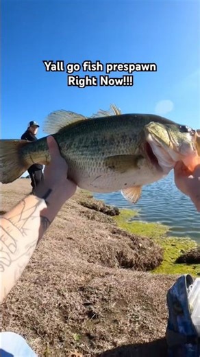 Yall fish pre spawn you won’t regret it! #fishingshorts #fishing #bassfishing #freshwaterfish #bass