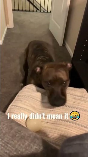 Ball Addicted Dogs 😂🎾 | The Funniest Dogs Who Can’t Live Without Their Balls!