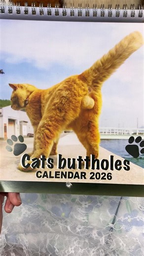 This 2026 Fun Cat Calendar, the forerunner of daily joy! In the morning rush, a quick glance at it will start your day with a smile. During coffee breaks, flipping through its pages reveals the world of feline shenanigans. Whether it's on your desk at work to brighten up the cubicle or on your nightstand to welcome the day, it spreads joy. Wouldn't you want to own this source of daily entertainment? Don't miss. it. Grab it now! #giftguide #treasurefinds #wallcalendar #gifts #2026calendardar