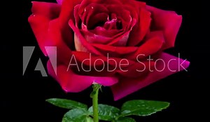Timelapse of dark red rose flower blooming on black background