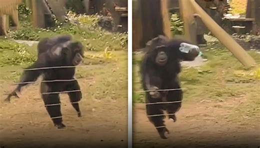 Why chimpanzees can become deadly when boundaries are crossed