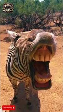 Horse vs Zebra — Domesticated vs Never Broken