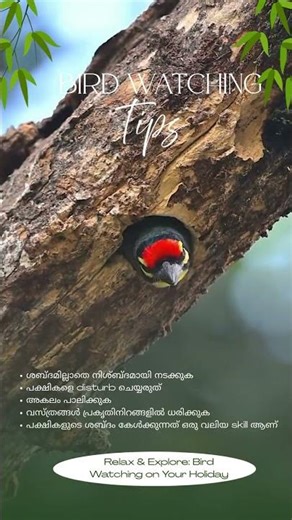 Top Bird Watching Tips for Beginners | How to Watch Birds the Right Way