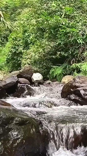 Flowing River with Soft Bird Chirping | Calm Forest Nature Sounds for Sleeping & Relaxation.4K