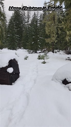 Merry Christmas. Free snowshoes when staying at Spring Creek Cabins Recent trip on 12/23/25 at Salmon la Sac in Ronald. Don't forget a Sno-park permit!!!! #pnw #snow #cleelumwashington #roslynwashington #northernexposure | Spring Creek Vacation Cabin in Ronald