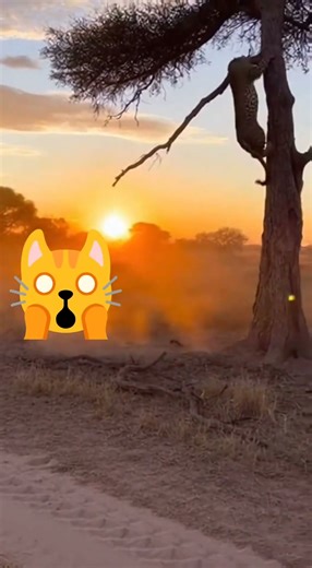 Lion and hyena real fight 🤯🥺