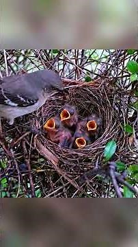 Snake Attacks Northern Mockingbird Nest | 45 Days Life Cycle From Egg to Wild Survivor