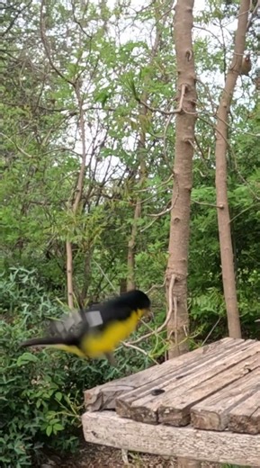 A sudden move by a Cardinal 🐦 #backyardbirds