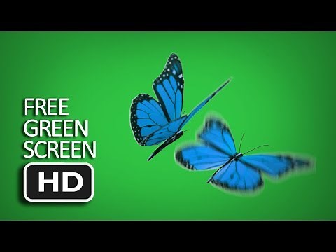Free Green Screen - Blue Butterfly Flying