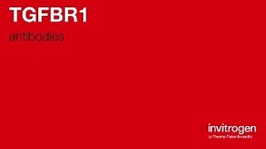 TGFBR1 antibodies from Thermo Fisher Scientific