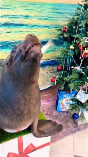 Sealion😘🐬SeaWorld show live#dolphinshow#sealife#animals#orcaencounter#shortvideo#shorts#viral