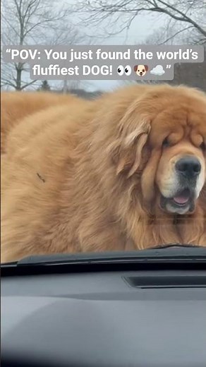 “Meet the Biggest, Fluffiest Dog You’ve Ever Seen!”