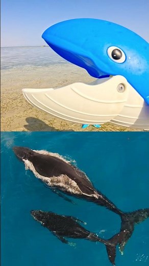 Kids Learn | Sea Animal Names at the Lagoon: Jellyfish Crab Seahorse Manatee Whale