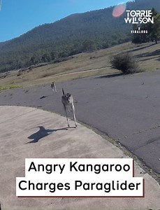 8.6K views · 285 reactions | Angry Kangaroo Charges Paraglider | Torrie Wilson | Facebook