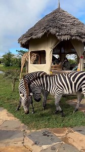 70K views · 1.8K reactions | Serval Wildlife, Tanzania. : Servalwildlife | Africa is Home tourism center | Facebook