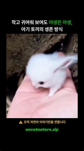 @uncutnature.zip on Instagram: "🐇 솜뭉치처럼 보이는 아기 토끼의 정체 영상에는 굴 밖으로 나온 아주 작은 아기 토끼가 사람의 손 위에 올라와 있는 장면이 담겨 있습니다. 둥글고 복슬복슬한 털 때문에 마치 하얀 솜뭉치처럼 보입니다. 이 토끼는 동부 솜꼬리토끼와 유사한 종의 새끼로, 몸집이 작고 움직임이 적은 것이 특징입니다. 아기 토끼는 포식자를 피하기 위해 위험한 상황에서 가만히 멈추는 본능을 가지고 있습니다. 손 위에서 차분해 보이는 모습은 사람을 신뢰해서라기보다는 긴장 상태에서 움직이지 않는 반응일 가능성이 큽니다. 야생에서 이러한 행동은 생존을 위한 자연스러운 전략입니다. 이 장면은 귀여움뿐 아니라 야생동물이 가진 섬세한 생존 본능을 보여줍니다. 작고 연약해 보이지만, 자연 속에서는 스스로를 지키는 방법을 알고 있는 존재입니다. 🐾 작아 보여도 야생은 야생, 아기 토끼의 조용한 생존 방식입니다. @uncutnature.zip 팔로우하고, 일상 속