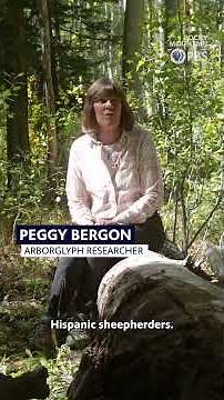 Sheephearders' carvings preserved in the San Juan Mountains