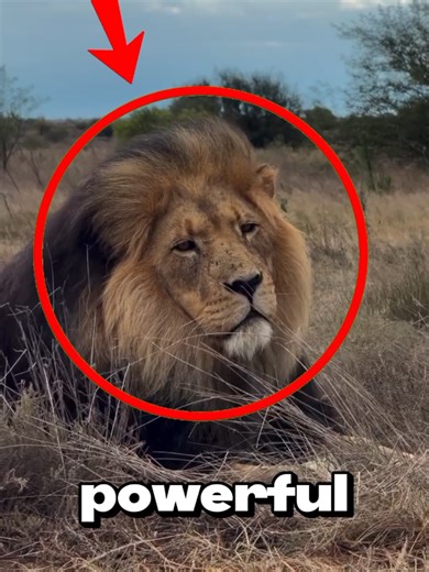 This Might Be the King of the Animal Kingdom🤯#animals #facts #wildlife