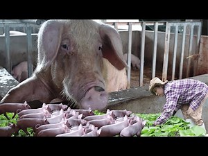 Pig Farming for Beginners: Low-Cost Tips to Start Raising Pigs