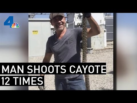 Man in Fontana Caught on Video Shooting Coyote 12 Times | NBCLA