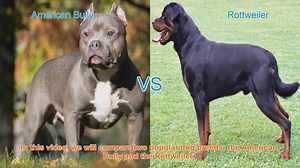 American Bully vs. Rottweiler: A Comparison of Popular Dog Breeds
