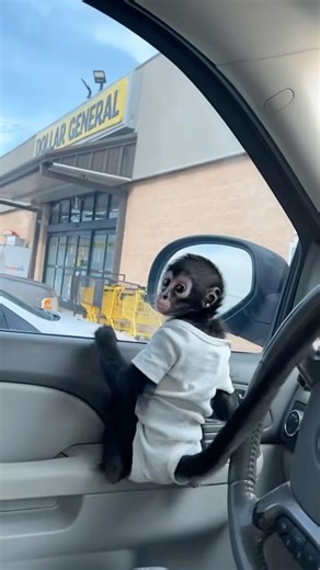 Stephanie Esparza on Instagram: "The video that made Abu’s Tik Tok go viral. 4.9 mil views. He’s currently at 310k followers yall go follow him (spidermonkeyabu) #reelsinstagram #reels #views #monkey"