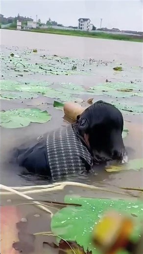 Amazing picking process of lotus root sprouts in the lake water