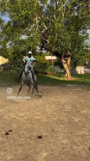 #cavalo #marchadores #haras #mangalargamarchador #horse