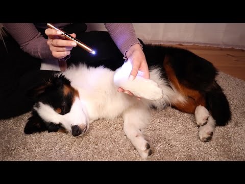 ASMR Vet Visit | Fur Examination, Massage, Gentle Petting (Soft Spoken)
