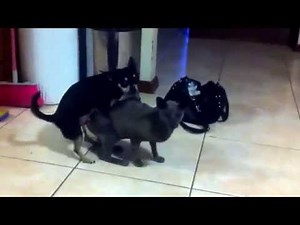Dog makes love to cat