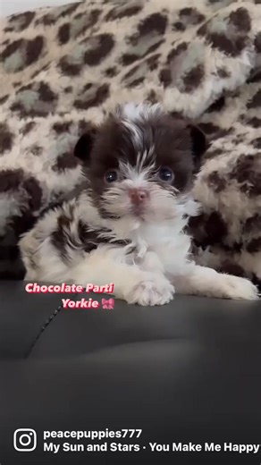 9.9K views · 357 reactions | 6 week old chocolate parti yorkie  #chocolate #sweet #puppy #dog #pets #cute #omg | Peace Puppies | Facebook
