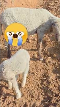 Nomads Left Behind||The Unseen Journey||Nomads||Tribals