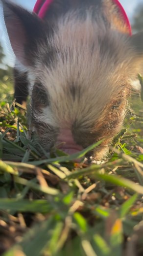 Big personality. Small body. #kunekunepiglet #kunekunepig #piglets #scruffy #soadorable #babyanimals #petpig #damfarm #reelsfbシ #reelsfb #reelsvideo #reelsinstagram #followers #followmeonfacebook #viralreelsfacebook #viralreelsシ #viralvideo | The Dam Farm