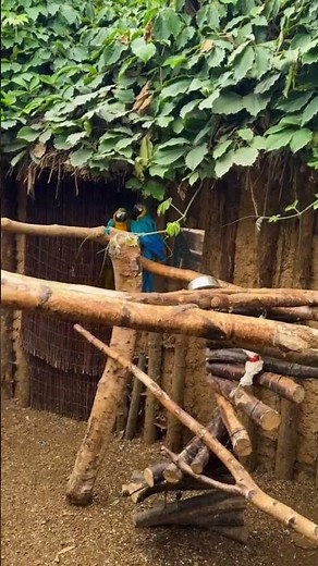 Amazon World Zoo Park 🐊