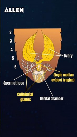 Question from Female Reproductive System of Cockroach | Comment your Answer