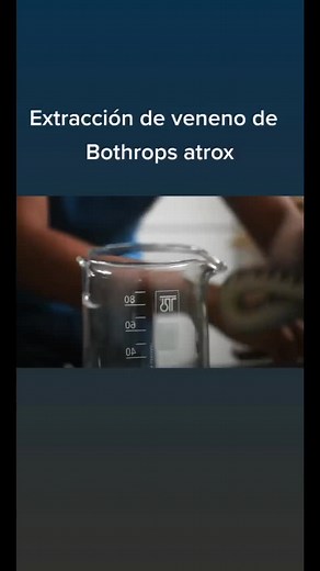 Extracción de veneno de una Bothrops atrox, la serpiente que causa más accidentes ofidicos en Venezuela. El veneno es utilizado posteriormente para la elaboración de antiveneno. #bothrops #nature #reptile #animals #snake #reptilesoftiktok #caracas #herpetology #venom #bothropsatrox