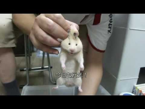 ハムスターの持ち方