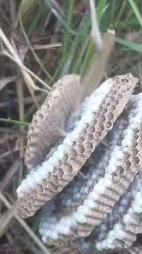 Hornet Hunting - Destroying a Deadly Wasp Nest