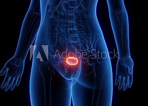 Animation of the urinary bladder of a woman