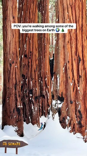 Exploring the Winter Wonderland of Sequoia Forest