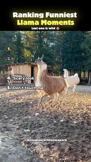 Ranking Funniest Llama Moments
