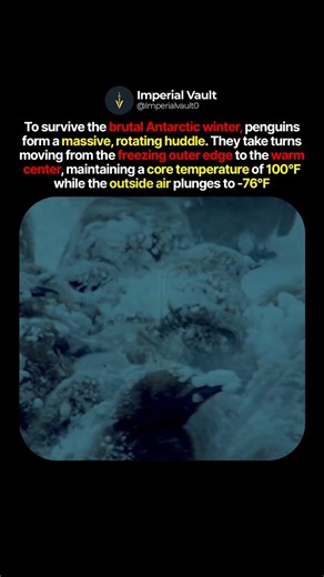 The 100 Degree Fortress in a 70 Degree Wasteland 🐧 #shorts #penguin