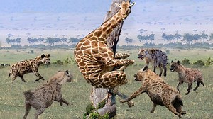 56K views · 480 reactions | Unbelievably! The Giraffe tries to escape from the siege of The Hyenas to protect the Baby ►► Watch Full: https://bit.ly/2Ots0Js | Daily Reptile | Facebook
