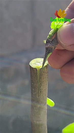 grafting fig tree best and easy Techniques #grafting #satisfying