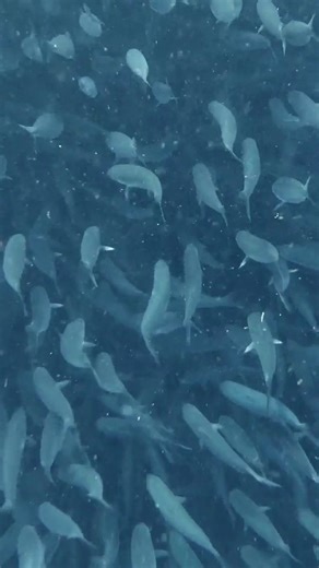 The sardine run: one of nature’s greatest spectacles. | Nature | PBS