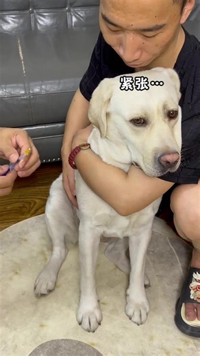83K views · 1.5K reactions | Gouzi This is the first time I feel that the injection is not painful at all!  #dog #dogfunny #yituo #doglover | The pot ring is a Labrador | Facebook