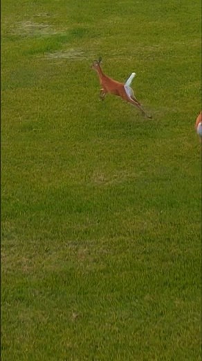 Deer Jumping 😮 high fence #cute #deer #animals #nature #love #like #shorts #new #youtubeshorts