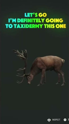Biggest red deer ever? Watch this! #gaming #HunterCalloftheWild
