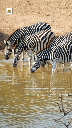 What is Biodiversity? | Importance of Biodiversity 🌱 | Biology Shorts #neet2026