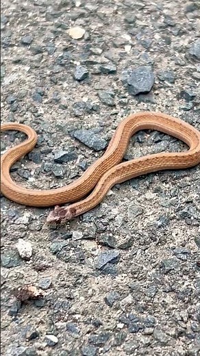 I Saved A Cold Hearted Snake